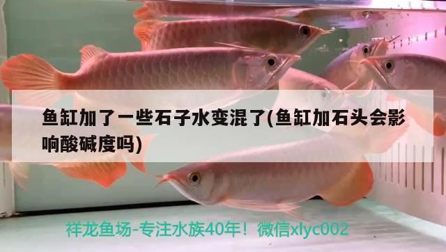 魚缸加了一些石子水變混了(魚缸加石頭會影響酸堿度嗎)