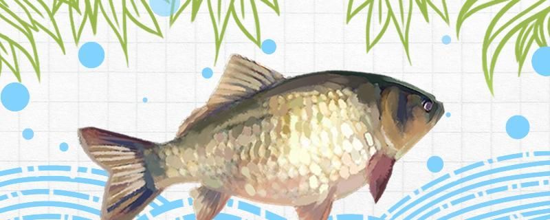 魚缸凈水器的安裝方法 魚缸凈水器的安裝方法圖解