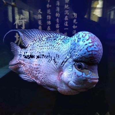 老魚匠水泵清洗圖解(老魚匠水泵使用說明書)