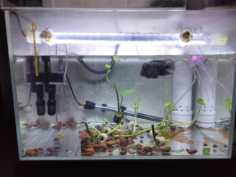 換水了清晰可見 換水了清晰可見 龍魚論壇 第1張