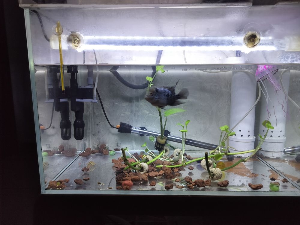 換水了清晰可見 換水了清晰可見 龍魚論壇 第2張