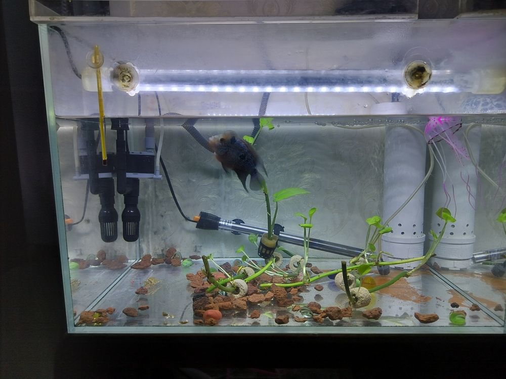 換水了清晰可見 換水了清晰可見 龍魚論壇 第3張