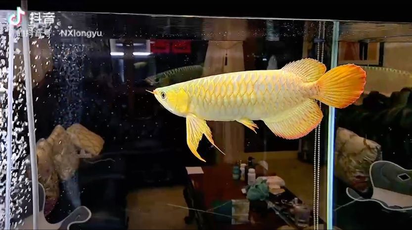 王就是王 王就是王 龍魚論壇