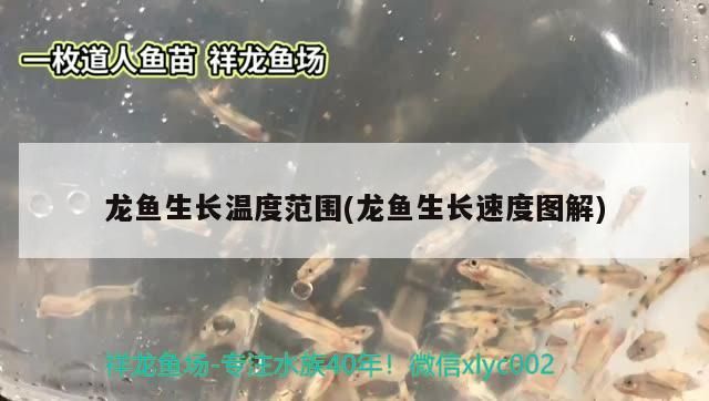 龍魚生長溫度范圍(龍魚生長速度圖解)