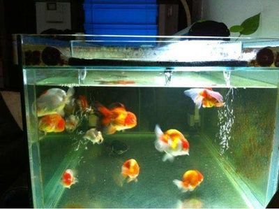 4條魚三個魚缸四種方法：29篇魚缸養(yǎng)魚的四種方式三個魚缸養(yǎng)魚的四種方法 4條魚三個魚缸四種方法：29篇魚缸養(yǎng)魚的四種方式三個魚缸養(yǎng)魚的四種方法 魚缸百科 第4張