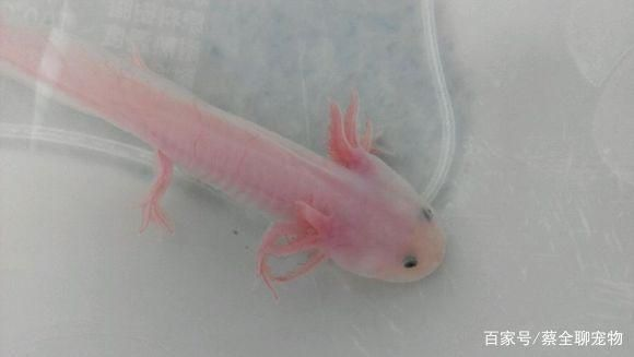紅龍魚出生有多大了：剛出生的紅龍魚體長約為10厘米，每個階段體長也會有所不同