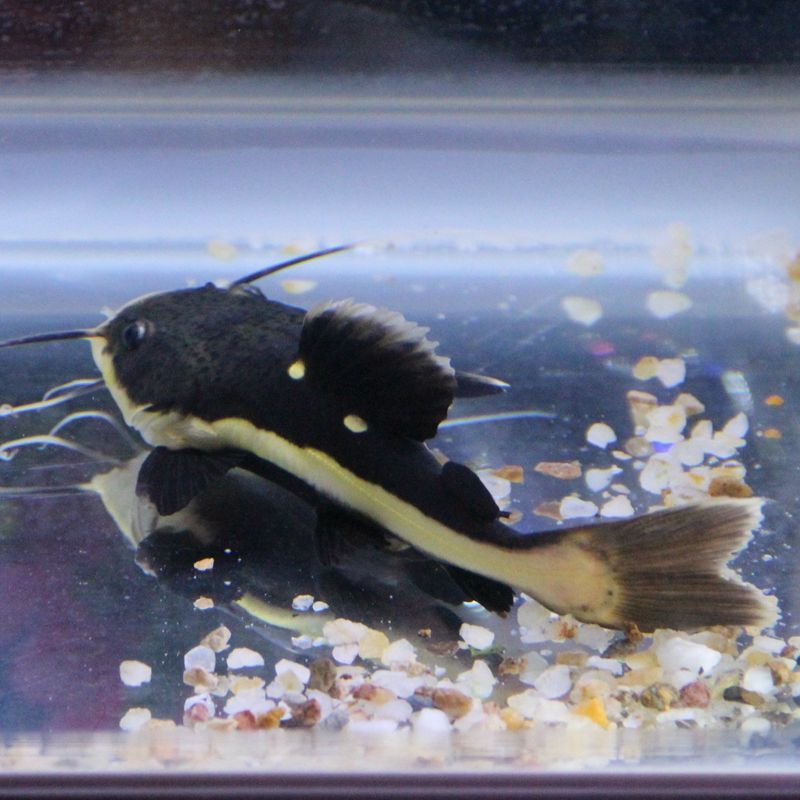 黃金貓魚繁殖氧氣供應(yīng)技巧(黃金貓魚的氧氣供應(yīng)技巧) 黃金貓魚百科 第2張 黃金貓魚繁殖氧氣供應(yīng)技巧(黃金貓魚的氧氣供應(yīng)技巧) 黃金貓魚繁殖氧氣供應(yīng)技巧(黃金貓魚的氧氣供應(yīng)技巧) 黃金貓魚百科 第2張