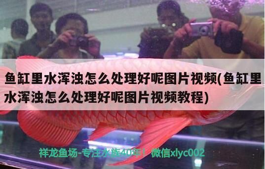 魚缸里水渾濁怎么處理好呢圖片視頻(魚缸里水渾濁怎么處理好呢圖片視頻教程)