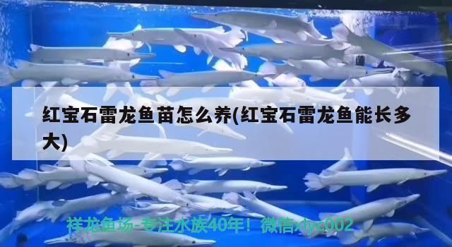魚缸用增氧泵價格是多少:魚缸增氧機(jī)-xtrac增氧機(jī)-xtrac增氧機(jī) 紅寶石雷龍魚苗怎么養(yǎng)(紅寶石雷龍魚能長多大) iwish愛唯希品牌魚缸 紅寶石雷龍魚苗怎么養(yǎng)(紅寶石雷龍魚能長多大) 紅寶石雷龍魚苗怎么養(yǎng)(紅寶石雷龍魚能長多大) iwish愛唯希品牌魚缸