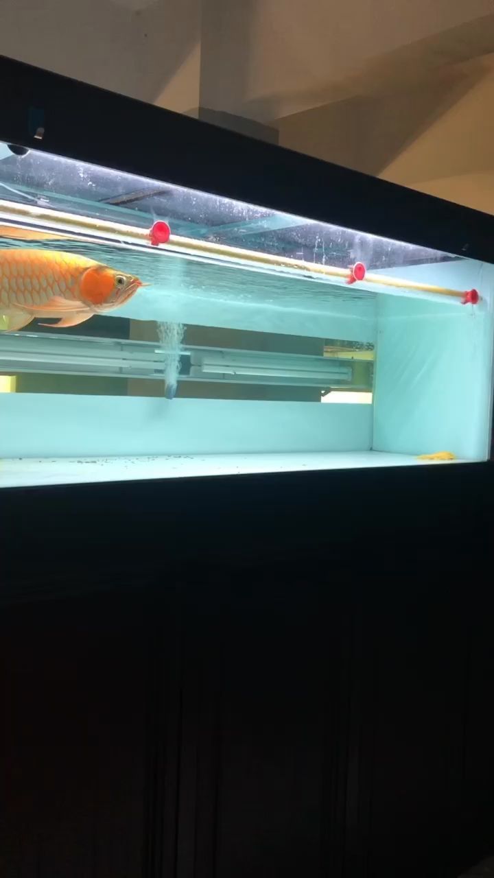 魚缸怎么擺放風水好店里（魚缸放店里哪里風水好）