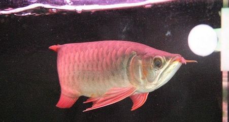 印尼小紅龍繁殖期疾病預防方法:印尼小紅龍繁殖期水質(zhì)監(jiān)控技巧 紅龍魚百科 第1張 印尼小紅龍繁殖期疾病預防方法:印尼小紅龍繁殖期水質(zhì)監(jiān)控技巧 印尼小紅龍繁殖期疾病預防方法:印尼小紅龍繁殖期水質(zhì)監(jiān)控技巧 紅龍魚百科 第1張