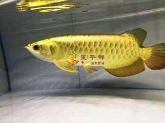 印尼小紅龍繁殖期疾病預防方法:印尼小紅龍繁殖期水質(zhì)監(jiān)控技巧 紅龍魚百科 第3張 印尼小紅龍繁殖期疾病預防方法:印尼小紅龍繁殖期水質(zhì)監(jiān)控技巧 印尼小紅龍繁殖期疾病預防方法:印尼小紅龍繁殖期水質(zhì)監(jiān)控技巧 紅龍魚百科 第3張