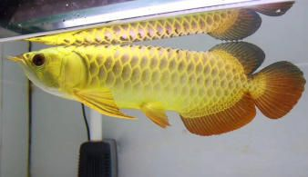 印尼小紅龍繁殖期疾病預防方法:印尼小紅龍繁殖期水質(zhì)監(jiān)控技巧 紅龍魚百科 第5張 印尼小紅龍繁殖期疾病預防方法:印尼小紅龍繁殖期水質(zhì)監(jiān)控技巧 印尼小紅龍繁殖期疾病預防方法:印尼小紅龍繁殖期水質(zhì)監(jiān)控技巧 紅龍魚百科 第5張