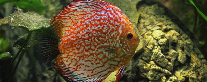 龍魚一次喂多少飼料（龍魚飼料一次喂多少粒） 龍魚一次喂多少飼料（龍魚飼料一次喂多少粒） 錦鯉魚百科