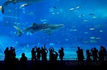 美麗海水族館官網：沖繩美麗海水族館