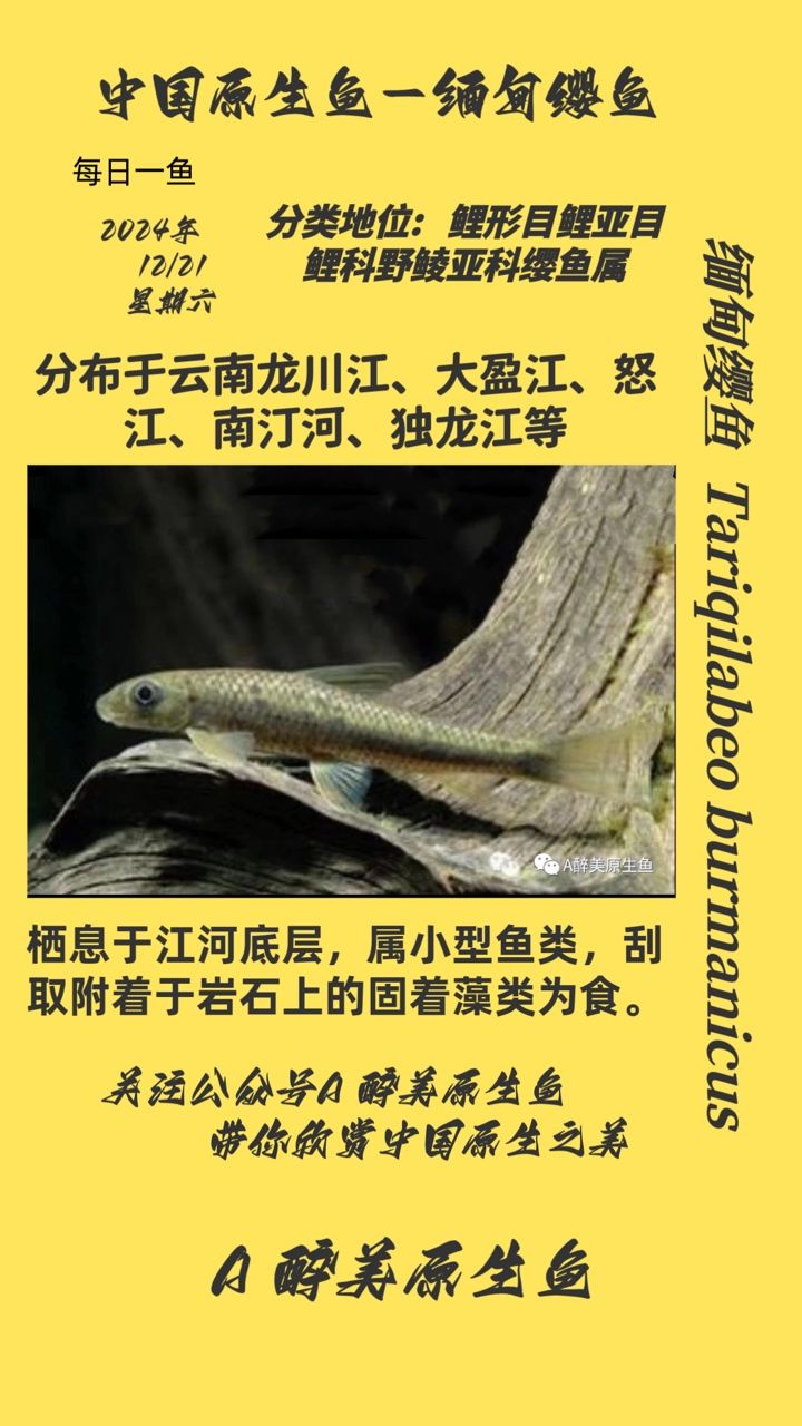緬甸纓魚