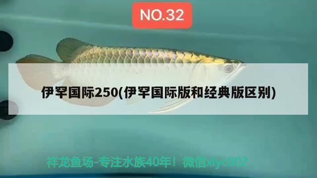 伊罕國際250(伊罕國際版和經典版區別) 伊罕國際250(伊罕國際版和經典版區別) 伊罕水族