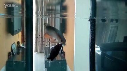 龍虎魟混養視頻：關于龍虎魟混養的視頻 龍虎魟混養視頻：關于龍虎魟混養的視頻 魟魚百科 第1張