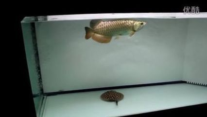 龍虎魟混養視頻：關于龍虎魟混養的視頻 龍虎魟混養視頻：關于龍虎魟混養的視頻 魟魚百科 第2張