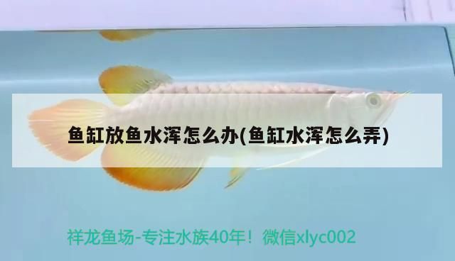 魚缸放魚水渾怎么辦(魚缸水渾怎么弄)
