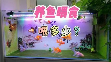 50大的魚缸一般放多少條魚好：50厘米寬的魚缸適合養(yǎng)多大的魚？