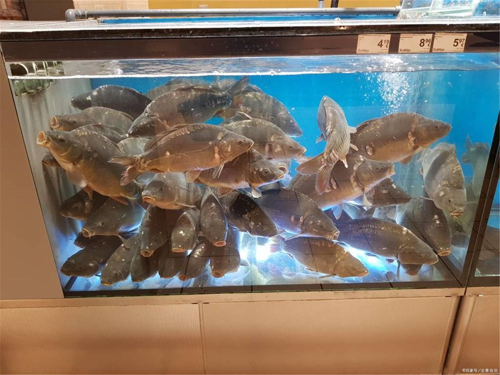 50大的魚缸一般放多少條魚好：50厘米寬的魚缸適合養(yǎng)多大的魚？