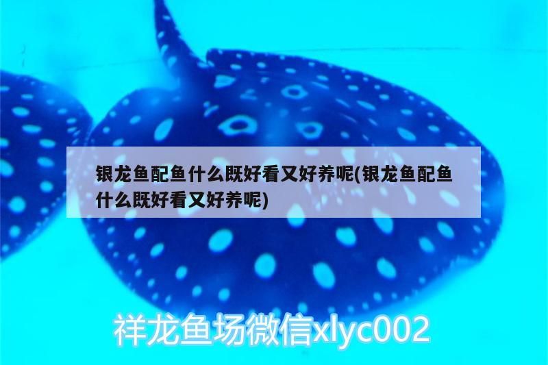 銀龍魚配魚什么既好看又好養呢(銀龍魚配魚什么既好看又好養呢) 銀龍魚配魚什么既好看又好養呢(銀龍魚配魚什么既好看又好養呢) 銀龍魚百科