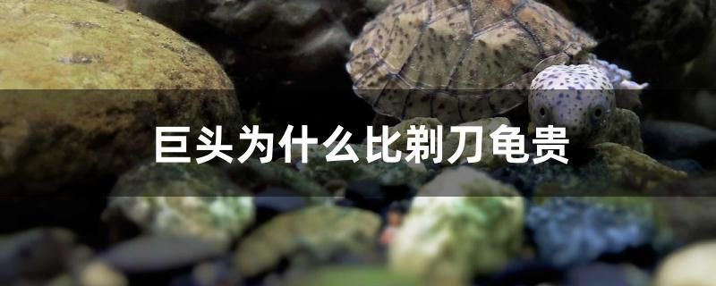 巨頭為什么比剃刀龜貴