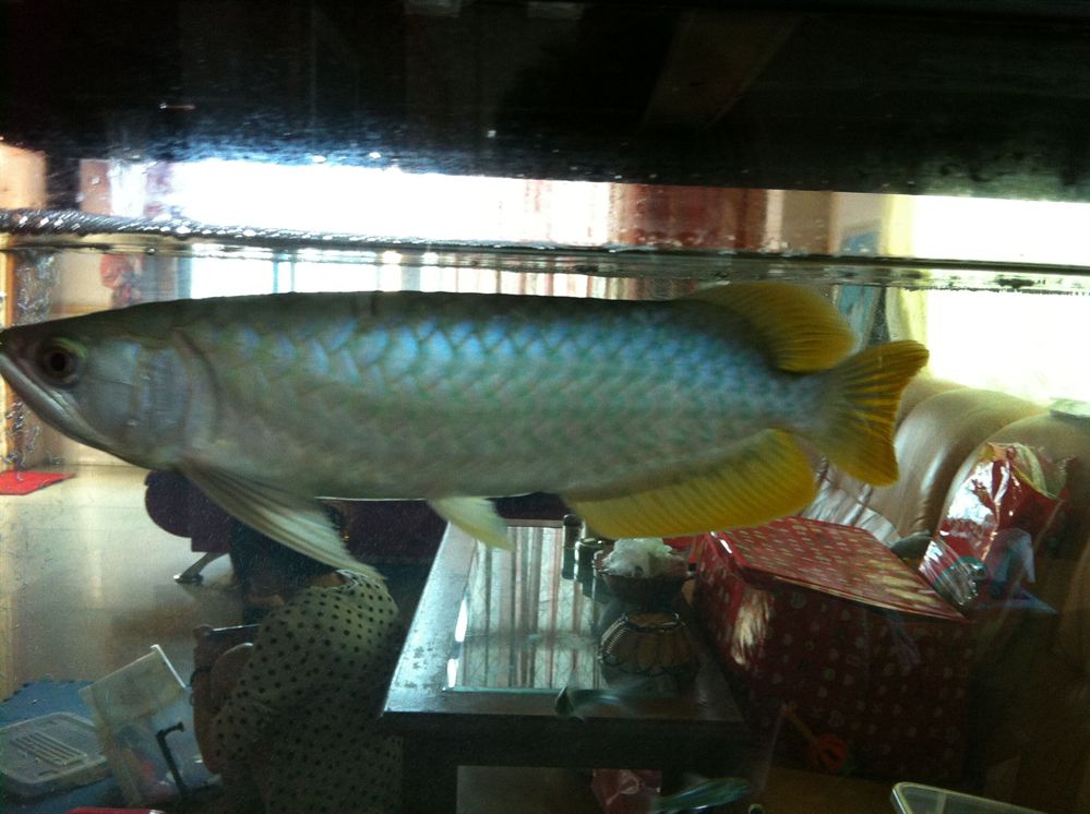 各種龍魚的價格一覽表圖 各種龍魚的價格一覽表圖 龍魚百科 第2張