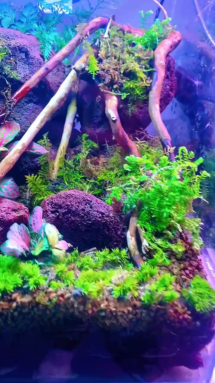 純手搓雨林 純手搓雨林 龍魚論壇