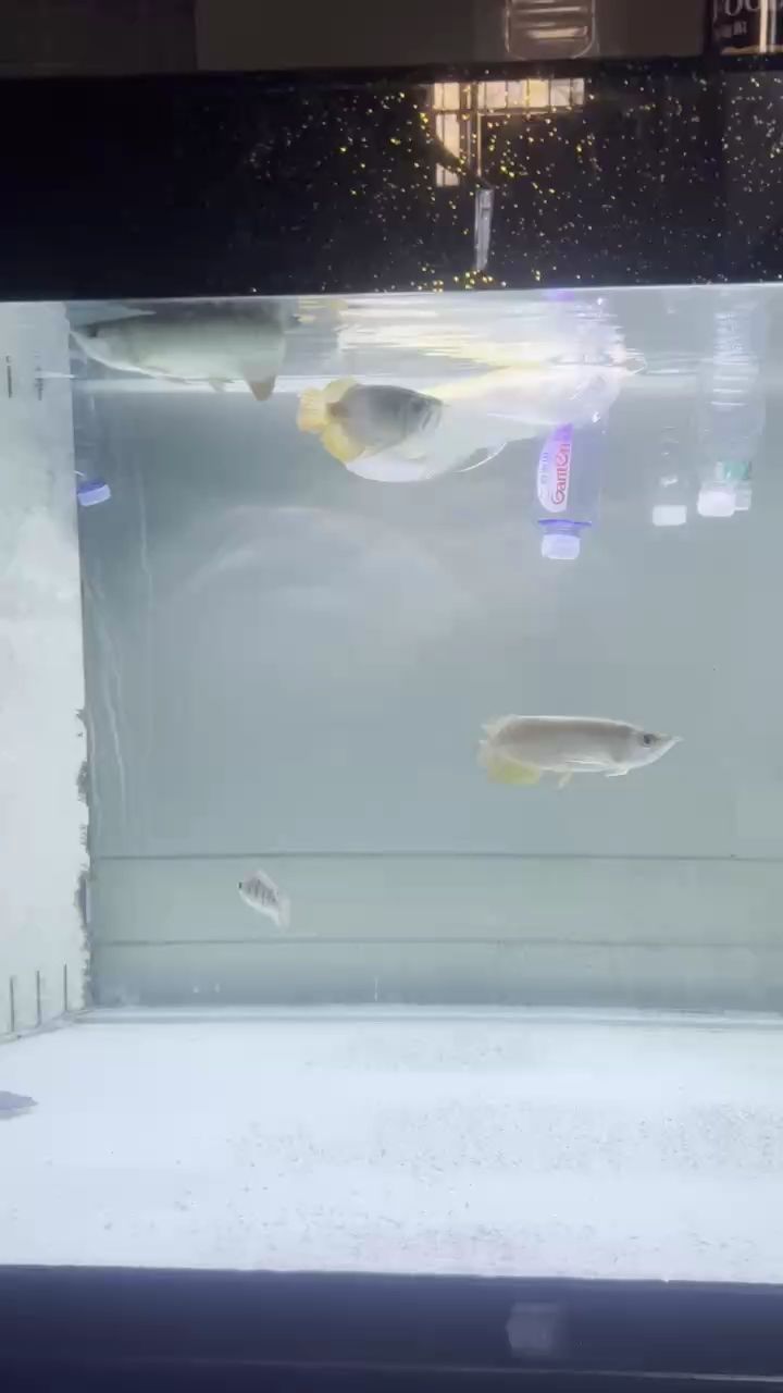 好了。隔離1周。再一起只會(huì)小打啦[ciya]。騰地方。期待明天再來兩個(gè)大佬。5龍缸達(dá)成。