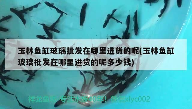 玉林魚缸玻璃批發在哪里進貨的呢(玉林魚缸玻璃批發在哪里進貨的呢多少錢)