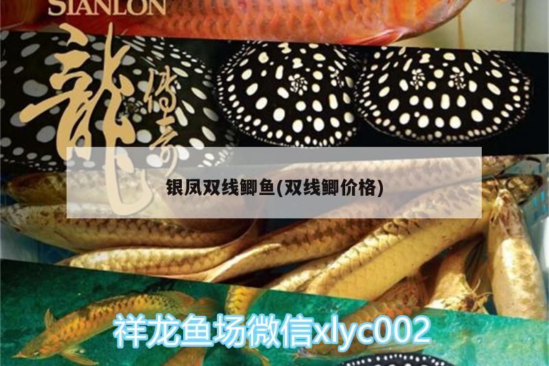 銀鳳雙線鯽魚(雙線鯽價格) 銀鳳雙線鯽魚(雙線鯽價格) 錦鯉魚百科