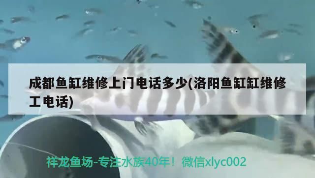 成都魚缸維修上門電話多少(洛陽魚缸缸維修工電話) 成都魚缸維修上門電話多少(洛陽魚缸缸維修工電話) 錦鯉魚百科