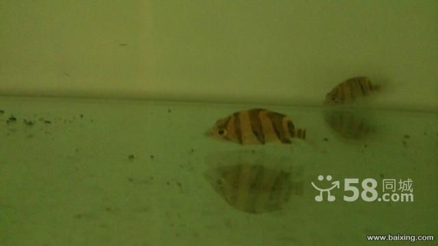 三文虎怎么養才能養活：三文虎的飼養需要注意以下幾個方面,三文虎怎么養才能養活