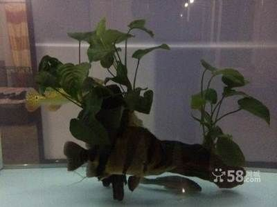 三文虎怎么養才能養活：三文虎的飼養需要注意以下幾個方面,三文虎怎么養才能養活
