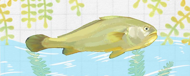 黃花魚跟小黃魚是一個品種嗎有什么區別