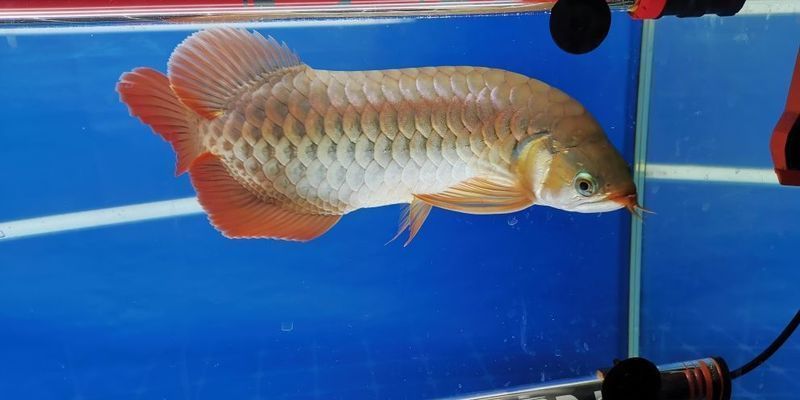 龍魚缸冬天應該保持多少水溫vs祥龍魚場:祥龍魚場冬季管理,龍魚適宜水溫范圍,如何調節魚缸水溫 vs祥龍魚場 第2張 龍魚缸冬天應該保持多少水溫vs祥龍魚場:祥龍魚場冬季管理,龍魚適宜水溫范圍,如何調節魚缸水溫 龍魚缸冬天應該保持多少水溫vs祥龍魚場:祥龍魚場冬季管理,龍魚適宜水溫范圍,如何調節魚缸水溫 vs祥龍魚場 第2張