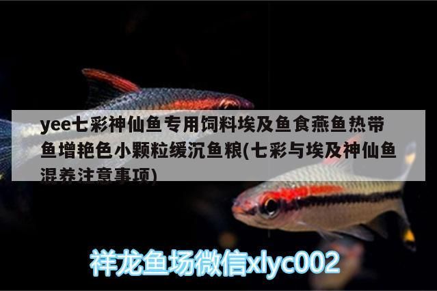 yee七彩神仙魚專用飼料埃及魚食燕魚熱帶魚增艷色小顆粒緩沉魚糧(七彩與埃及神仙魚混養注意事項)
