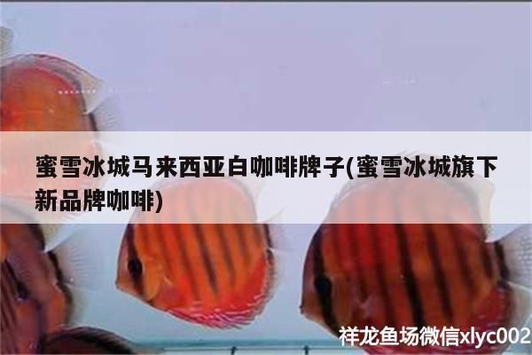 蜜雪冰城馬來西亞白咖啡牌子(蜜雪冰城旗下新品牌咖啡)