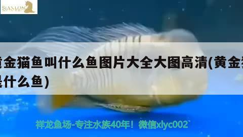 黃金貓魚叫什么魚圖片大全大圖高清(黃金貓是什么魚) 黃金貓魚叫什么魚圖片大全大圖高清(黃金貓是什么魚) 黃金貓魚百科