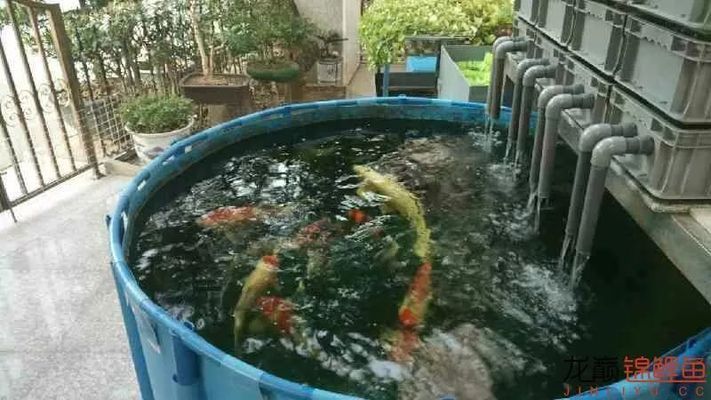 博特魚缸底濾沉淀倉：博特魚缸底濾沉淀倉是一種有用的設計，博特魚缸底濾沉淀倉的優點