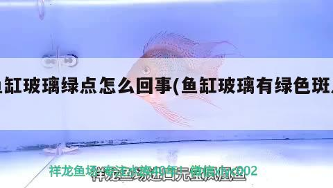 魚(yú)缸玻璃綠點(diǎn)怎么回事(魚(yú)缸玻璃有綠色斑點(diǎn))