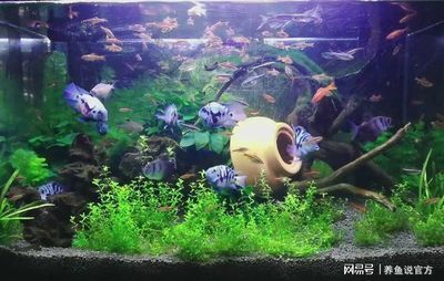 60公分魚缸養(yǎng)多少魚合適：60厘米的魚缸養(yǎng)魚需要注意事項(xiàng)在魚缸中養(yǎng)魚的注意事項(xiàng)
