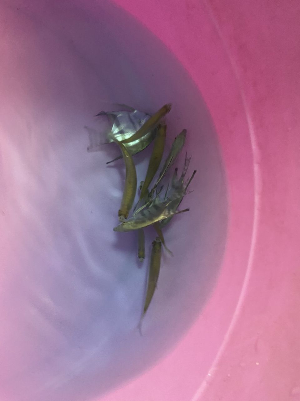 年底就買魚