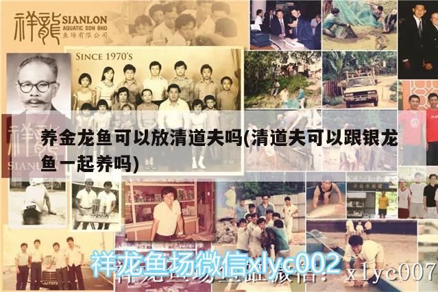 養金龍魚可以放清道夫嗎(清道夫可以跟銀龍魚一起養嗎)