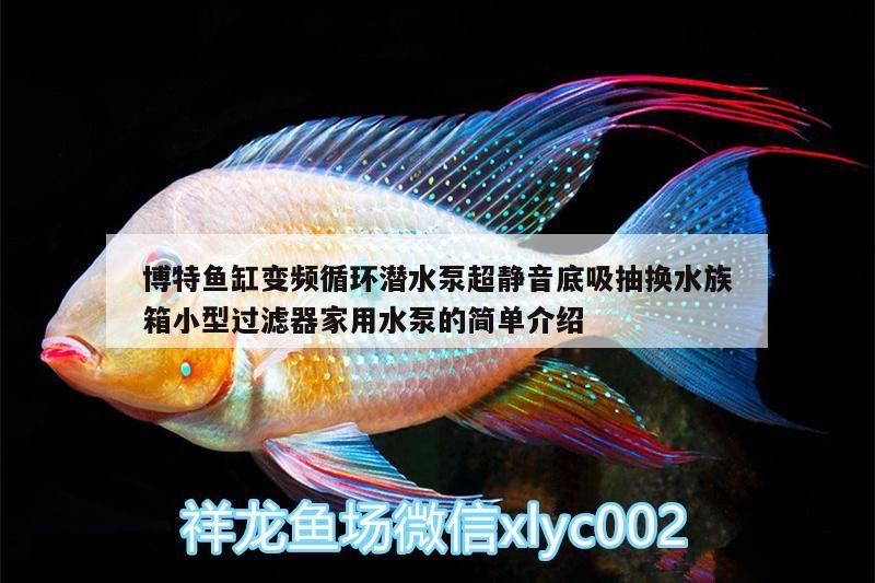 荷花缸里適合養什么魚，荷花缸里養什么魚好 荷花缸里適合養什么魚，荷花缸里養什么魚好 觀賞魚百科 第1張