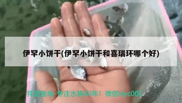 鸚鵡魚和銀龍魚混養(yǎng)怎樣喂食 伊罕小餅干(伊罕小餅干和喜瑞環(huán)哪個好) 伊罕水族 伊罕小餅干(伊罕小餅干和喜瑞環(huán)哪個好) 伊罕小餅干(伊罕小餅干和喜瑞環(huán)哪個好) 伊罕水族