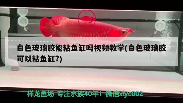 白色玻璃膠能粘魚缸嗎視頻教學(白色玻璃膠可以粘魚缸?) 白色玻璃膠能粘魚缸嗎視頻教學(白色玻璃膠可以粘魚缸?) 九鼎魚缸