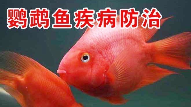 張家口可麗愛魚缸專賣店在哪：張家口可麗愛魚缸專賣店，打造水族世界的藝術殿堂 張家口可麗愛魚缸專賣店在哪：張家口可麗愛魚缸專賣店，打造水族世界的藝術殿堂 iwish愛唯希品牌魚缸 第2張
